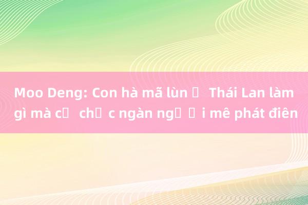 Moo Deng: Con hà mã lùn ở Thái Lan làm gì mà cả chục ngàn người mê phát điên